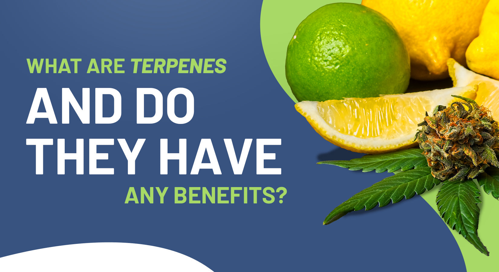What are Terpenes and Do They Have Any Benefits? Featured Image